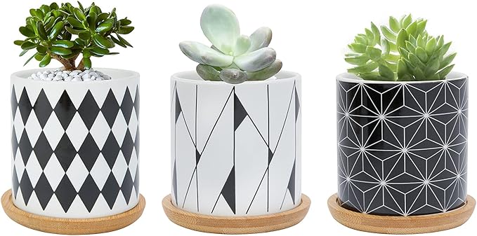 Set Regalo Pianta Succulenta in Vaso Ceramica Geometrico